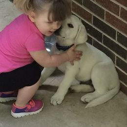 Labrador Retriever Puppies from Southfork Labradors