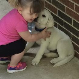 Labrador Retriever Puppies from Southfork Labradors