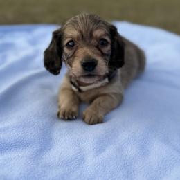 Lane Frost - Cream male Dachshund puppy in Bradenton, Florida from Winsor Family Dachshunds