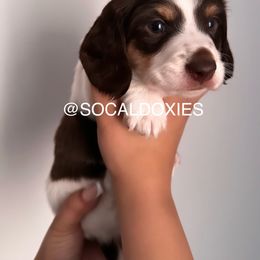 Dachshund Puppies from Socaldoxies