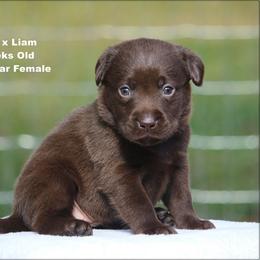 Pink - Chocolate female Labrador Retriever puppy in Huntington, Texas from Soggy Bottom Retrievers