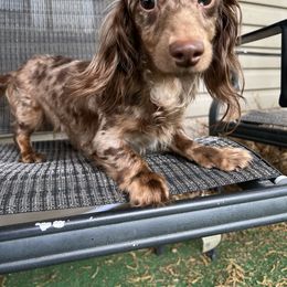 Clementine - Dachshund