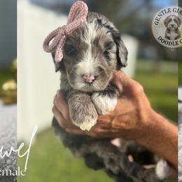 Jewel - Blue merle female Bernedoodle puppy in Fort Pierce, Florida from Gentle Giants Doodle Co.