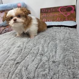 Midwest Mini Fynn - Apricot male Mi-Ki puppy in Clearwater, Kansas from Midwest Mini Mi-kis