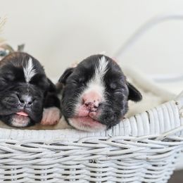Boxer Puppies from Crescent City European Boxers