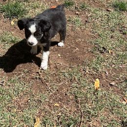 Miniature Australian Shepherd Puppies from Wild West Aussies