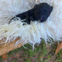 Spyder - male Cavapoochon puppy in Bullard, Texas from Cavapoochon Central LLC