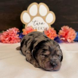 Dory - Dapple female Dachshund puppy in Dothan, Alabama from Little House Pups