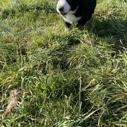 Australian Shepherd and Miniature Australian Shepherd Puppies from Seven K Ranch