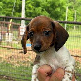 Shorty - smooth 1800 - Red male Dachshund puppy in Nashville, Arkansas from Whisenhunt Farms