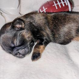 Tigger chocolate dobie - Chocolate male Shih Tzu puppy in Arcadia, Florida from Kitsune Cuddles and kisses