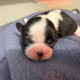 Boy 1 - Black and white male Shih Tzu puppy in Paintsville, Kentucky from Molly B's ShihTzus