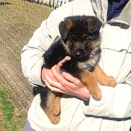 German Shepherds from Grand Lux German Shepherds