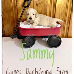 Sammy - Cream male Dachshund puppy in Cincinnati, Ohio from Caines Dachshund Farm