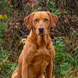 Church - Labrador Retriever