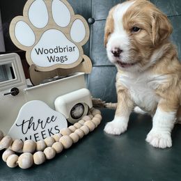 Harbor - Lady Liberty Litter - female Australian Mountain Doodle puppy in Greenville, Ohio from Woodbriar Wags