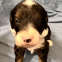 Pink collar girl - Tri-color female Bernedoodle puppy in Lake, Michigan from 3 King Doodles & Poodles