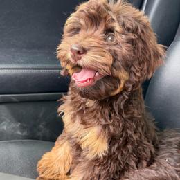 Mocha - female Bernedoodle puppy in Horseshoe Bend, Idaho from Over the Moon Poodles and Doodles