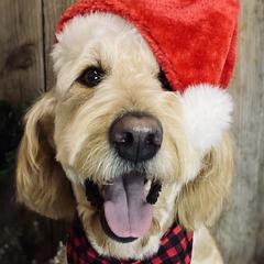 Abby - Goldendoodle