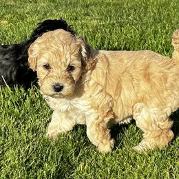 Australian Labradoodle Puppies from Tiny Treasures Australian Labradoodles