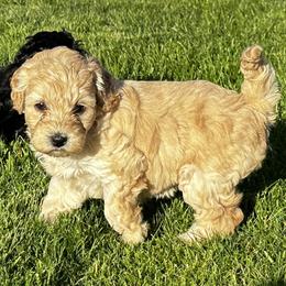 Australian Labradoodle Puppies from Tiny Treasures Australian Labradoodles