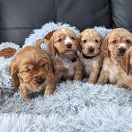 Border Collie and English Cocker Spaniel Puppies from The art of breeding