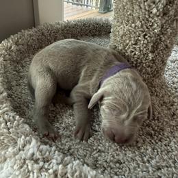 Purple collar - Silver gray male Weimaraner puppy in Sauk Centre, Minnesota from Minnesota Weimaraners