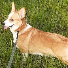 Pembroke Welsh Corgis from Fairy Kings Corgis