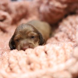 Summer - Cream female Dachshund puppy in Eaton, Ohio from Miniature Alphas Dachshunds