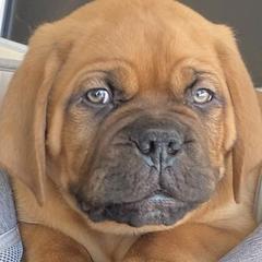 Dogues de Bordeaux from RockenCash DDB Kennel