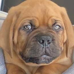 Dogues de Bordeaux from RockenCash DDB Kennel