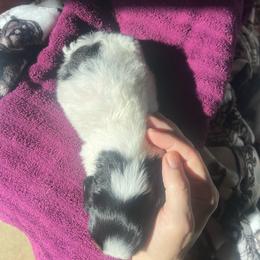 Orio - Piebald male Dachshund puppy in Palestine, Texas from Vixens Dachshunds