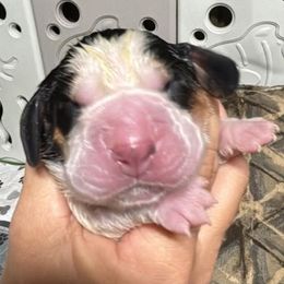 Vanella Ice - Black brown and white female Basset Hound puppy in Manton, Michigan from BeckysBassets