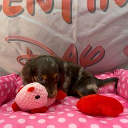 Winter Montgomery - Dapple female Dachshund puppy in Irving, Texas from DFW Dachshunds by G & S
