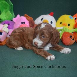 Holly - Red female Cockapoo puppy in Hopkins, South Carolina from Sugar and Spice Cockapoos