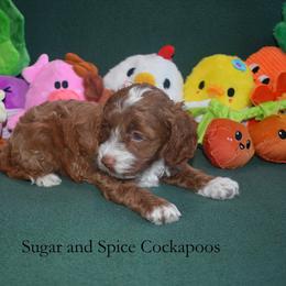 Holly - Red female Cockapoo puppy in Hopkins, South Carolina from Sugar and Spice Cockapoos
