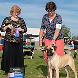 Brittanys and Bullmastiffs from River’s Crossing Brittanys and Maestra Bullmastiff