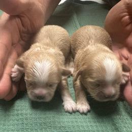 Boy 2 - Gold and white male Shih Tzu puppy in Mobile, Alabama from FluffyTail Shih Tzu