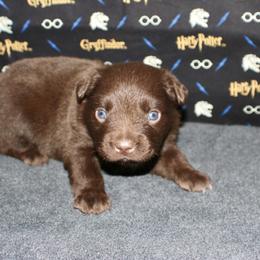 Australian Shepherd, Miniature American Shepherd, Miniature Australian Shepherd, and Toy Australian Shepherd Puppies from HP Aussie Kennels