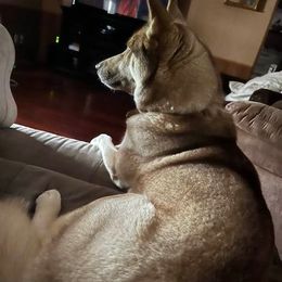 Siberian Husky All Grown Up from Great Warriors