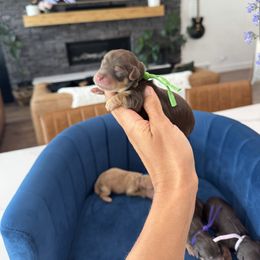 Boy 2 - Tri-color male Yorkipoo puppy in Pleasant View, Utah from Anchor Dogs