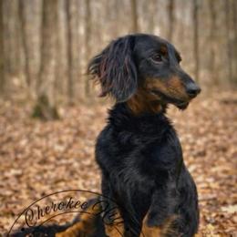 Jelly - Dachshund