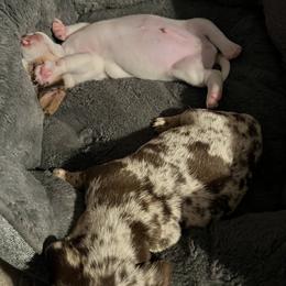 Dachshund Puppies from The Weenie Herd Mom