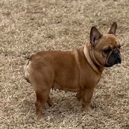 Macie - French Bulldog