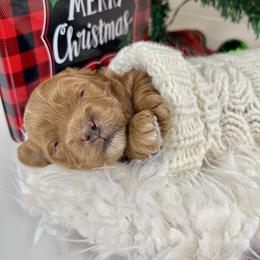 Red Girl - Red  female Goldendoodle puppy in Greeley, Colorado from Millie Billie Doodles