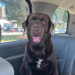 Mila - Chocolate female Labrador Retriever puppy in Baldwin City, Kansas from Hedge Lane Labradors