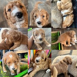 Assorted Doodle Crosses, Goldendoodle, and Poodle Puppies from Kava Kennels