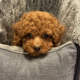 Bernedoodle, Goldendoodle, and Poodle Puppies from Summer Springer