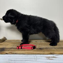 German Shepherd Puppies from Carbon Bold K9 Services
