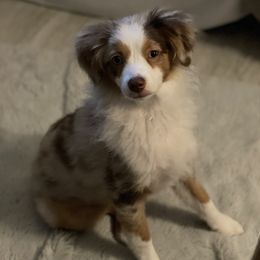 Meisha - Miniature Australian Shepherd